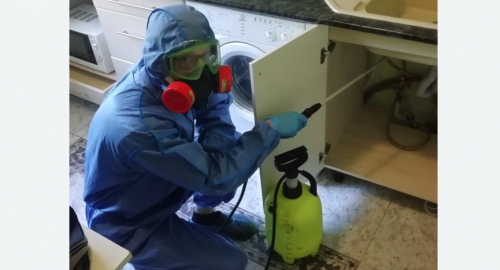Уничтожение муравьев в квартире. Бокситогорск