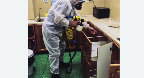 Уничтожение насекомых в квартире. Бокситогорск