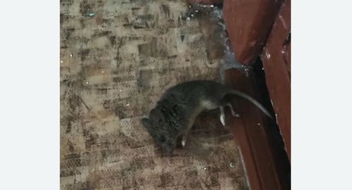 Дезинфекция от мышей в Бокситогорске