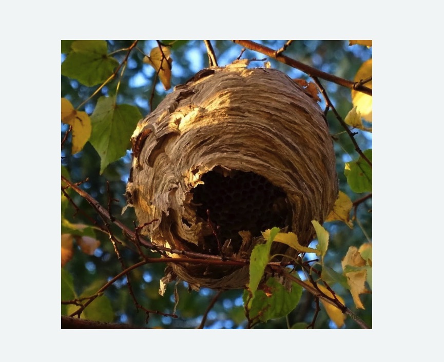 Обработка от шершней в Бокситогорске