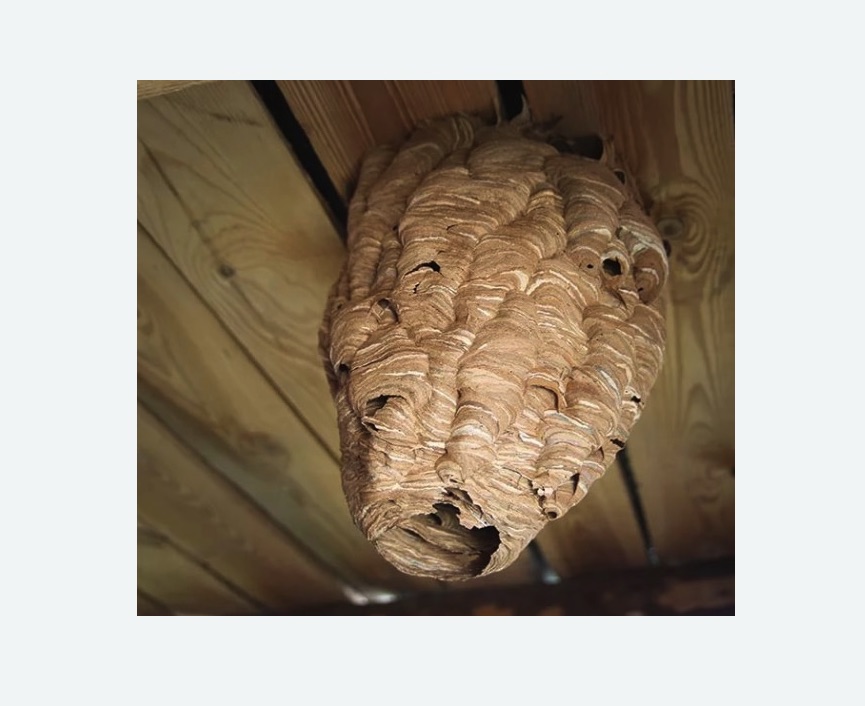 обработка от шершней в Бокситогорске