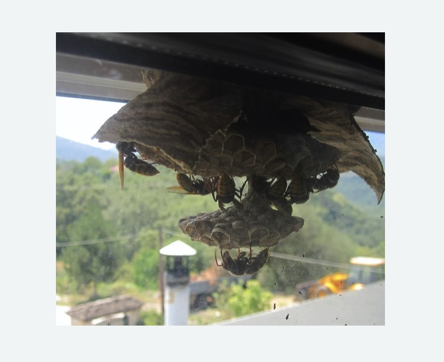 Уничтожение гнёзд шершней в Бокситогорске