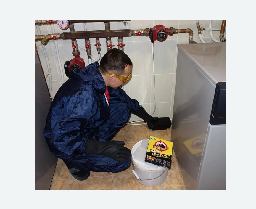 Уничтожение крыс в Бокситогорске