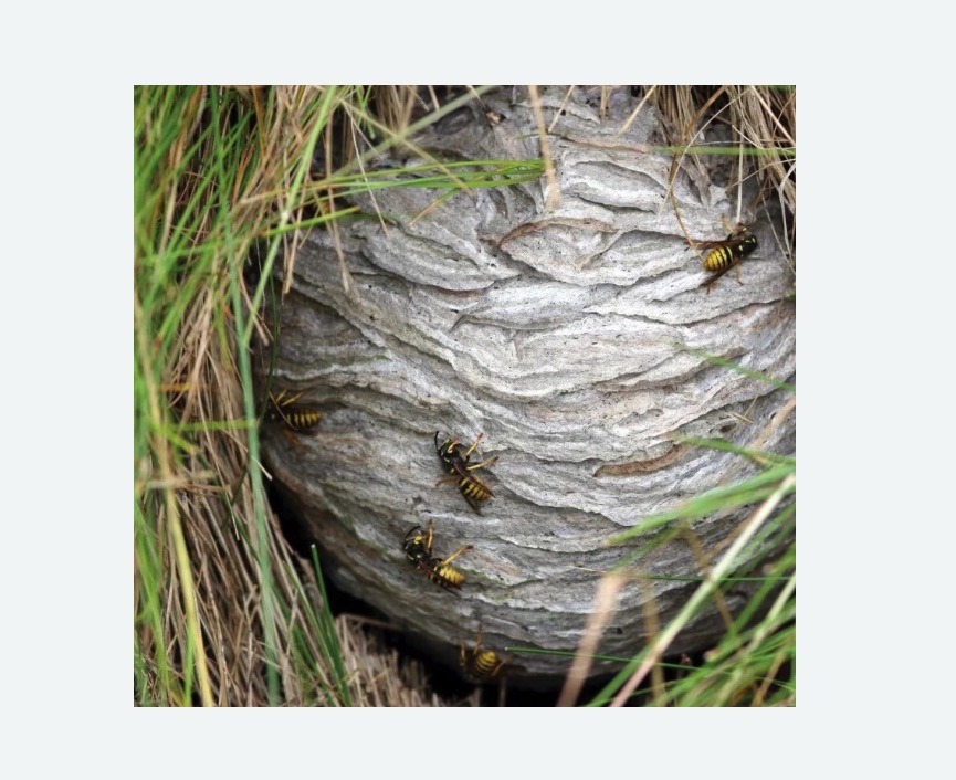 Уничтожение ос и ульев в Бокситогорске